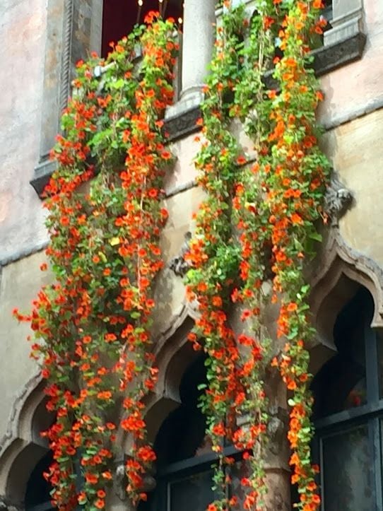 boston museums isabella stewart gardner hanging nasturtiums